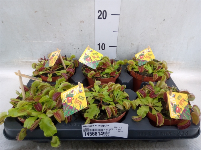 <h4>Dionaea muscipula</h4>