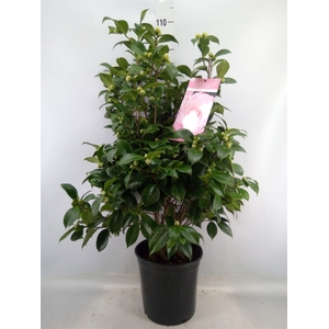 Camellia japonica