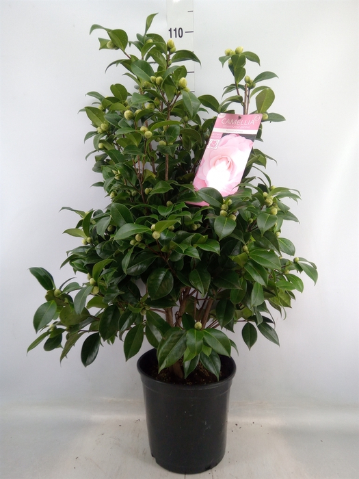 <h4>Camellia japonica</h4>