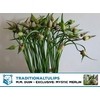 Allium