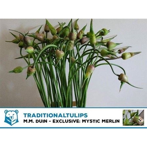 Allium Ov