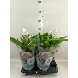 Spathiphyllum  'Pearl Cupido'