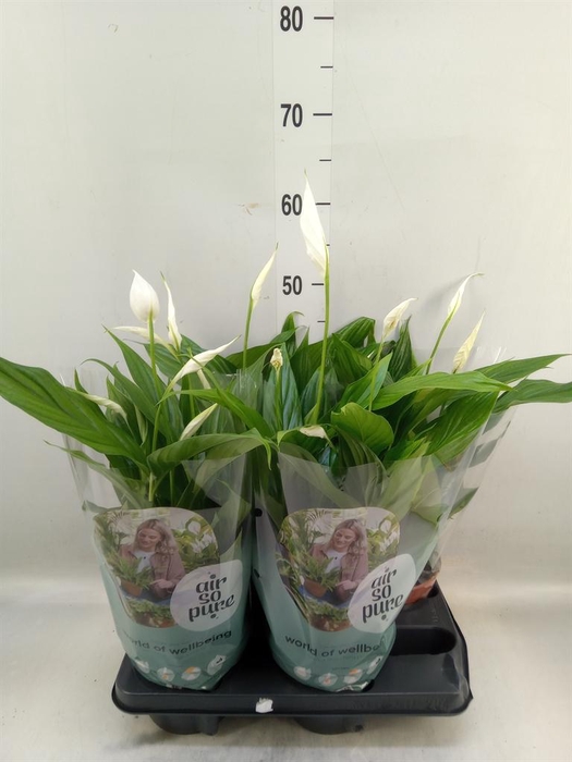 <h4>Spathiphyllum  'Pearl Cupido'</h4>