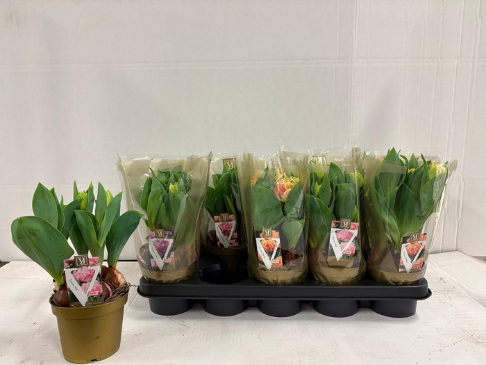 <h4>TUL D OV GEM</h4>