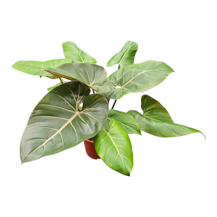 <h4>Philodendron Summer Glory</h4>