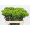 Dianthus Br Kiwi Mellow