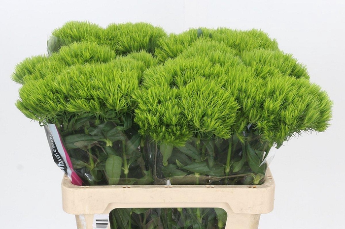 Dianthus Br Kiwi Mellow