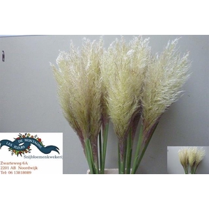 CORTADERIA EVITA