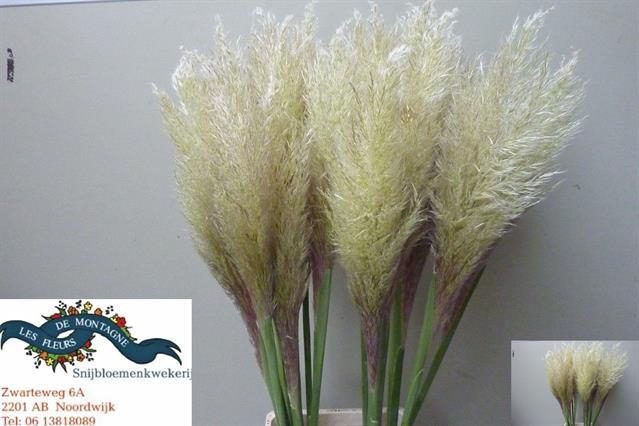 <h4>CORTADERIA EVITA</h4>