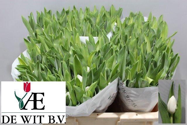 <h4>TU EN ROYAL VIRGIN</h4>