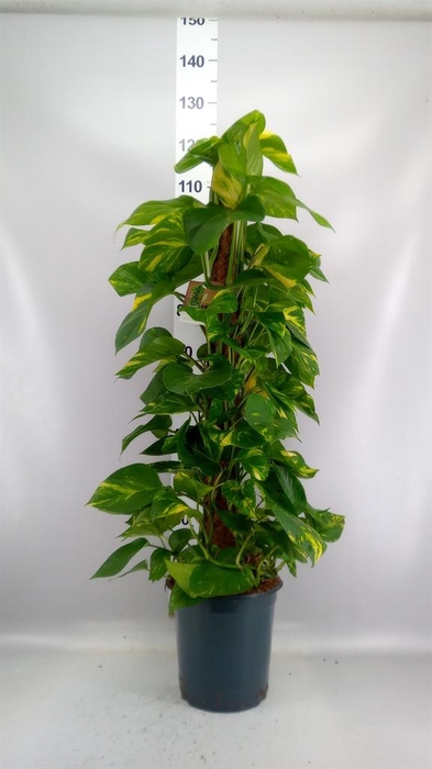 <h4>Epipremnum pinn.   ...moss stick</h4>
