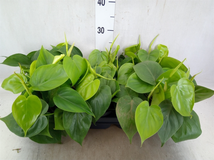 Philodendron scand.