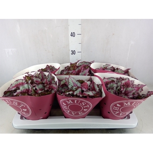 Begonia BD 'Caribbean Night'