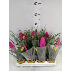 Tillandsia cyanea 'Vincent'