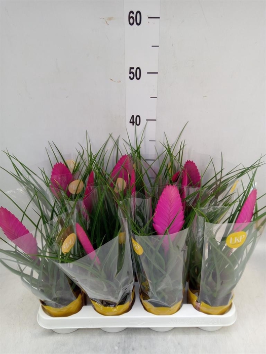 <h4>Tillandsia cyanea 'Vincent'</h4>