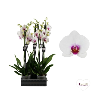 Phalaenopsis Scarlion - 3 tak 80cm
