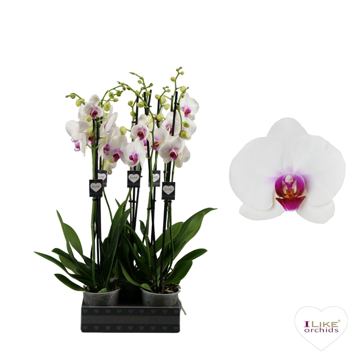<h4>Phalaenopsis Scarlion - 3 tak 70cm</h4>