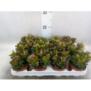 Crassula ovata 'Minor'