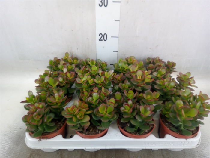 <h4>Crassula ovata 'Minor'</h4>