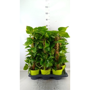 Epipremnum pinn.   ...moss stick