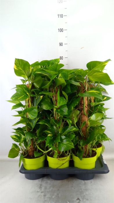 <h4>Epipremnum pinn. ...moss stick</h4>