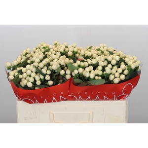 Hypericum Cool Romance