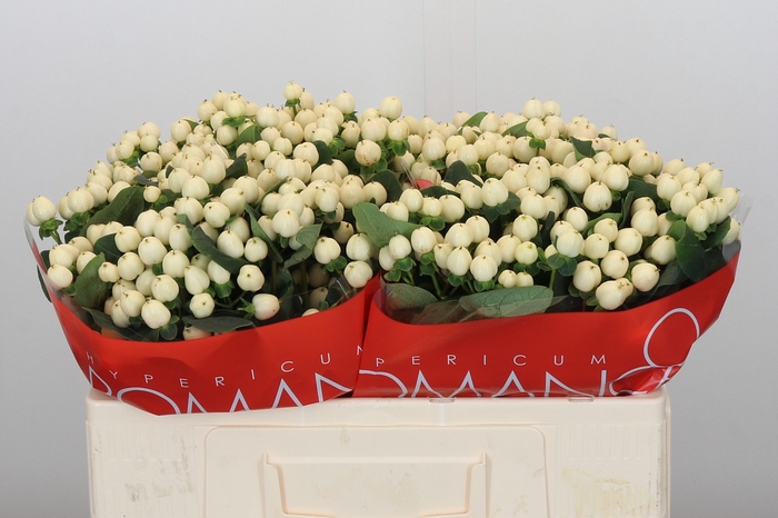 <h4>Hypericum Cool Romance</h4>