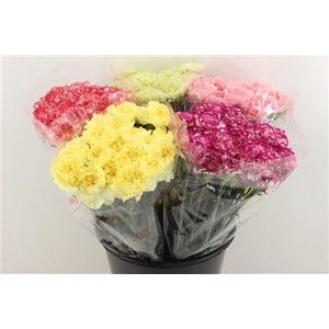 Boeket Mono Anjer Mix