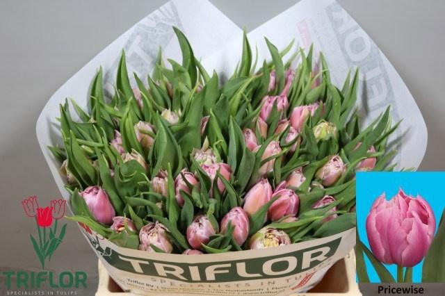 <h4>TU DU PRICEWISE</h4>