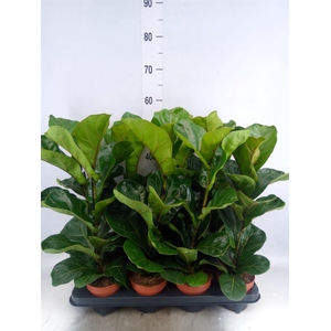 Ficus lyrata 'Bambino'