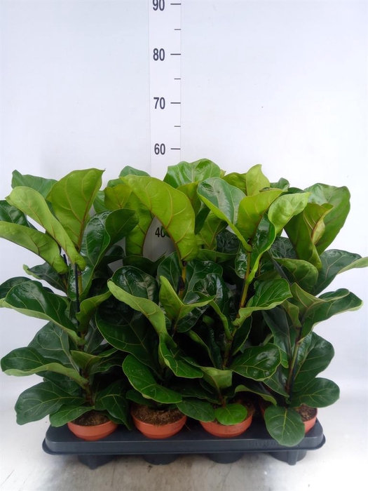 <h4>Ficus lyrata 'Bambino'</h4>