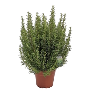 Rosmarin Officinalis Bush - 1154