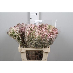 Syr Hy Maidens Blush 2+