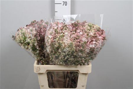 <h4>Syr Hy Maidens Blush 2+</h4>