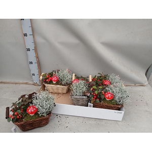 ARR TUINPLANTEN