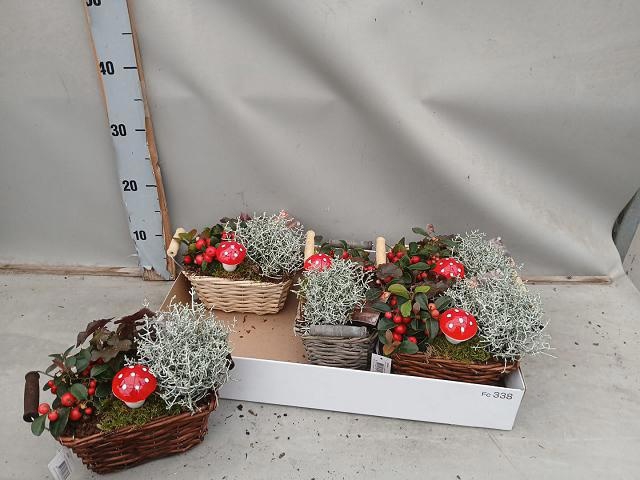 <h4>ARR TUINPLANTEN</h4>