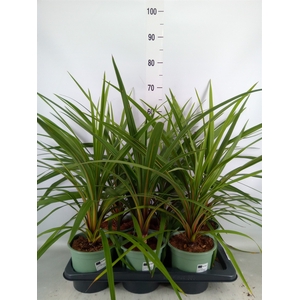 Cordyline indivisa 'Peko'