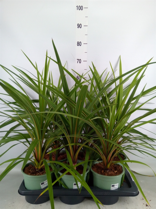<h4>Cordyline indivisa 'Peko'</h4>