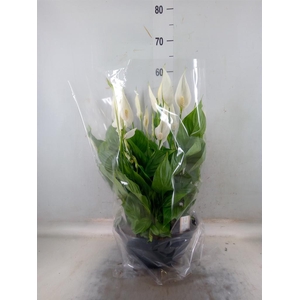 Spathiphyllum  'Chopin'