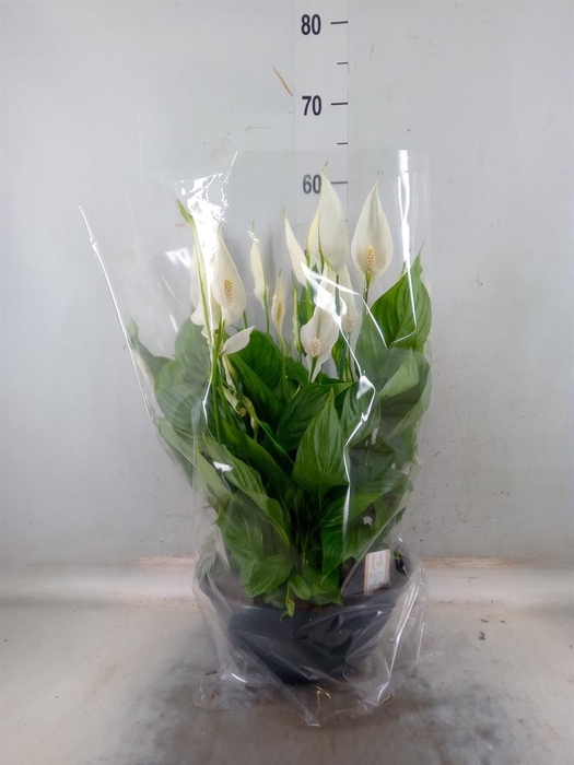 <h4>Spathiphyllum  'Chopin'</h4>