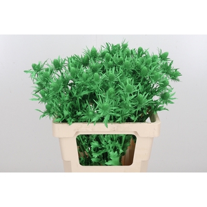 Eryn Orion Kl Bh Groen