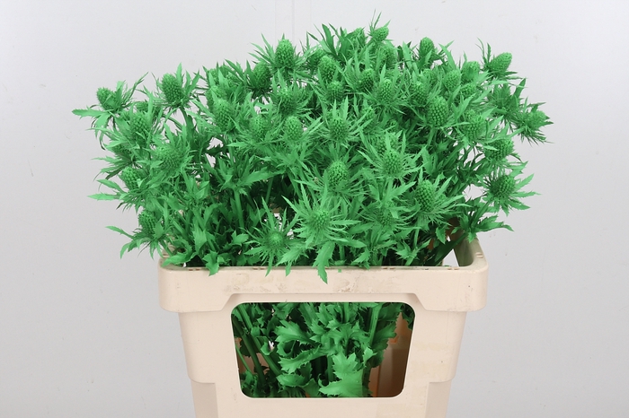 <h4>Eryn Orion Kl Bh Groen</h4>