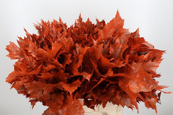 <h4>Eik Grof Frost Oranje</h4>