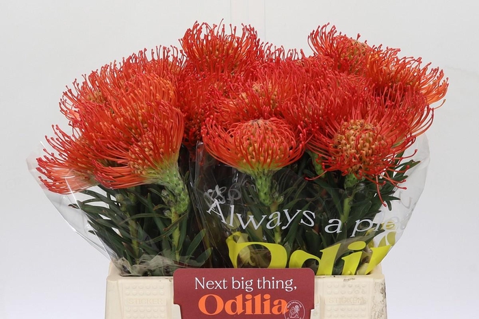 <h4>Nutans Succession</h4>