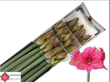 <h4>Hipp Ga Pleasure</h4>