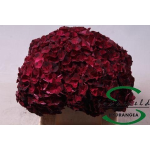 Hydrangea mag dark ruby