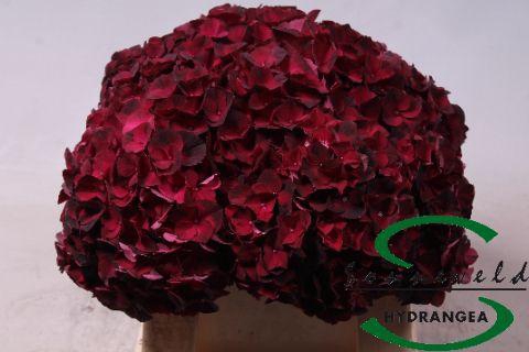 <h4>Hydrangea mag dark ruby</h4>
