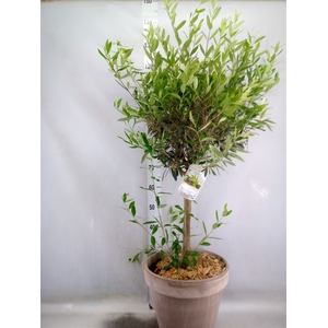 Arr.   Tuinplanten H%