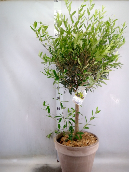 <h4>Arr.   Tuinplanten H%</h4>