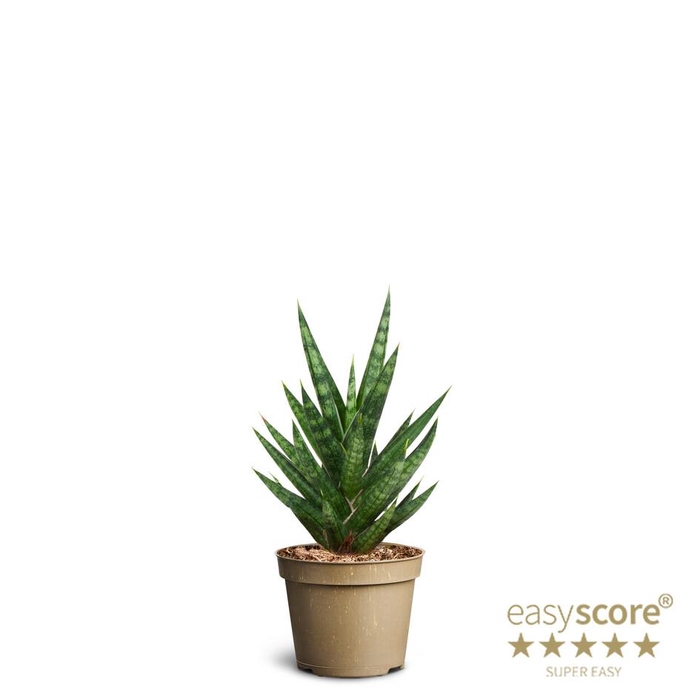 <h4>SANSEVIERIA TRIFASCIATA</h4>